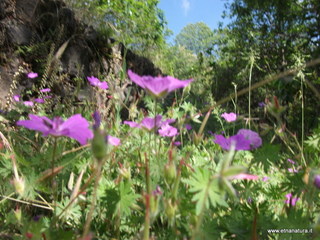 anobello-26-05-2013 09-58-02